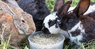 Rabbits Feed